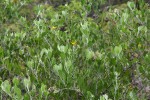 Chrysanthemoides monilifera subsp. septentrionale