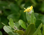 Chrysanthemoides monilifera subsp. septentrionale