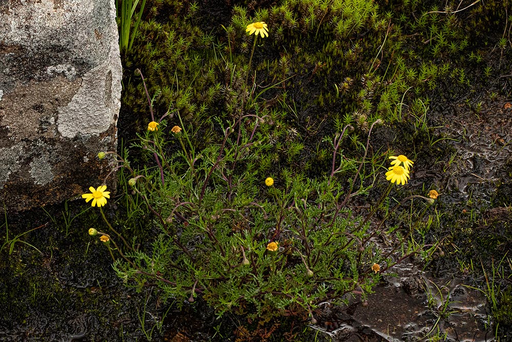 Ursinia montana subsp. montana