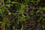 Ursinia montana subsp. montana