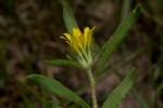 Hirpicium gorterioides subsp. gorterioides