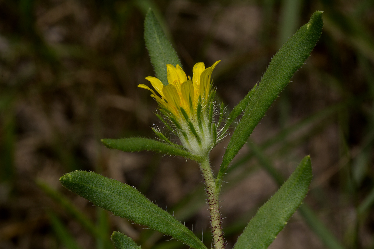 Hirpicium gorterioides subsp. gorterioides