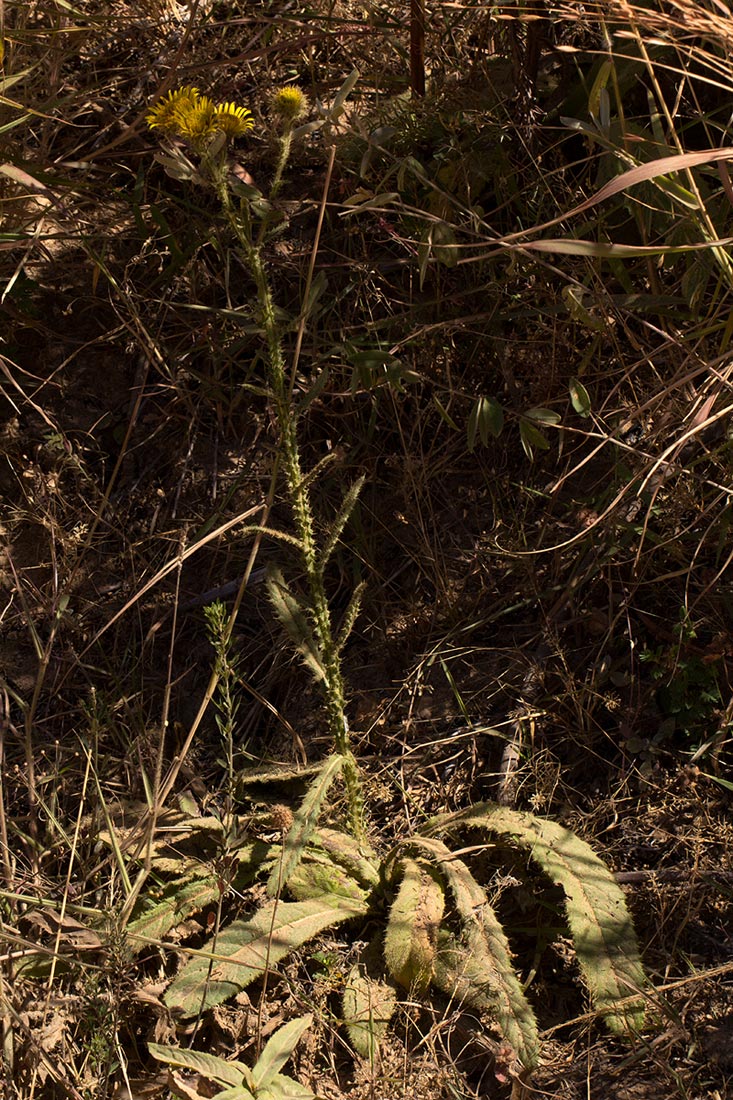 Berkheya echinacea subsp. polyacantha