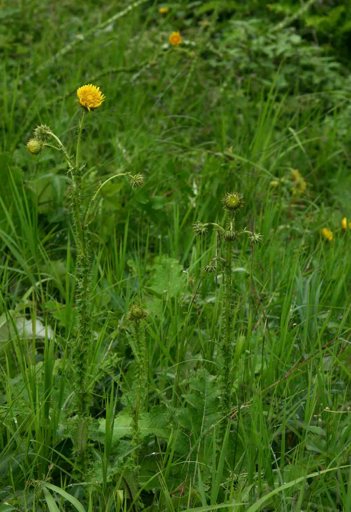 Berkheya radula Berkheya radula