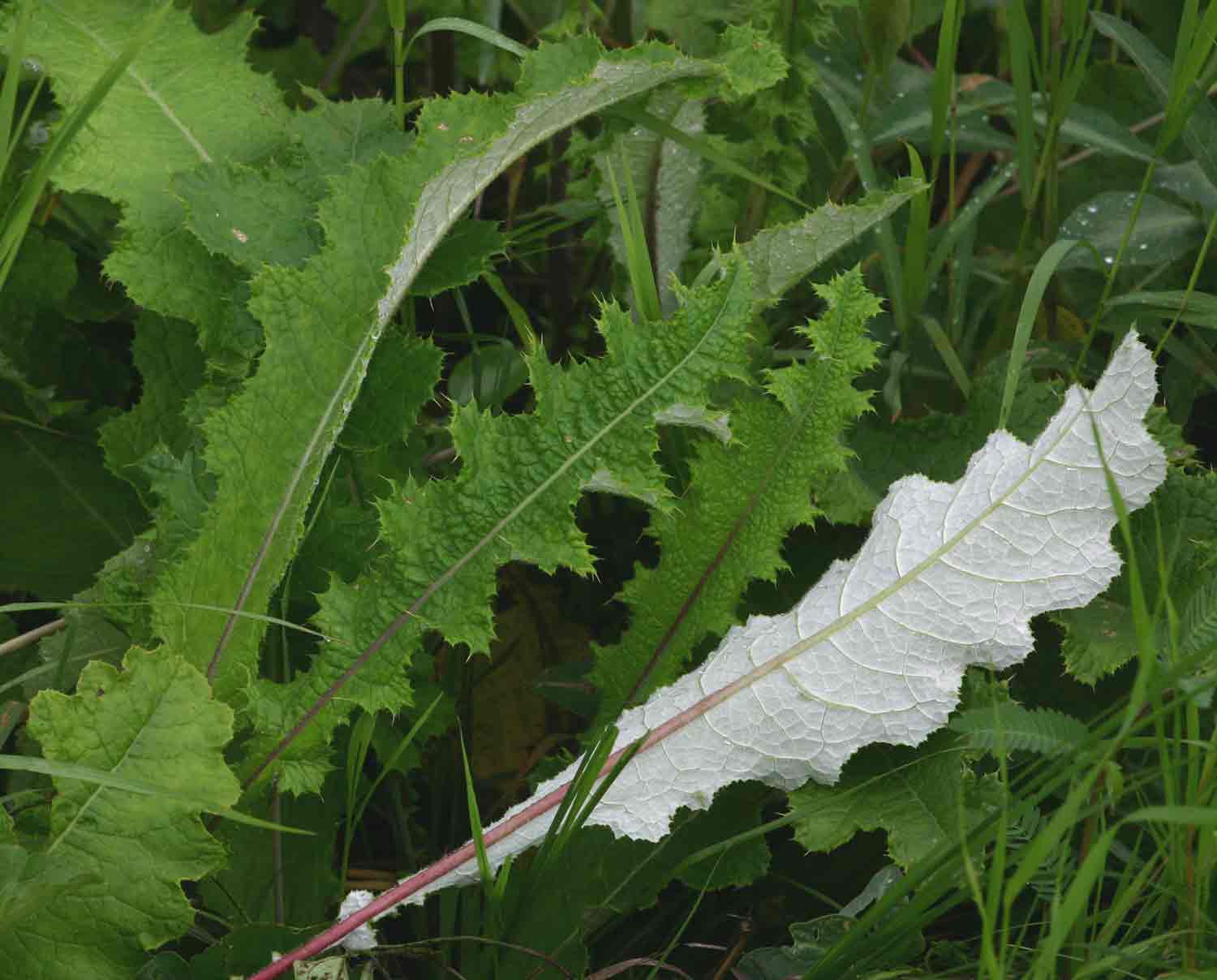 Berkheya radula Berkheya radula