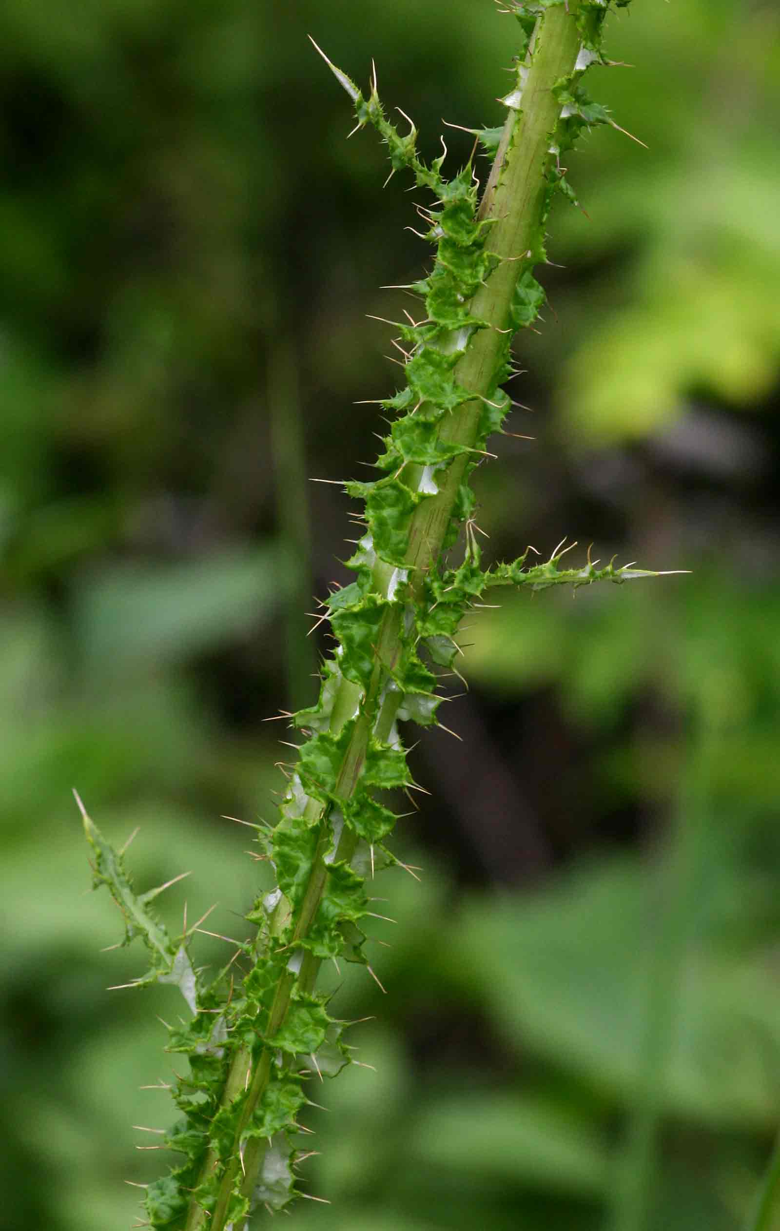 Berkheya radula Berkheya radula