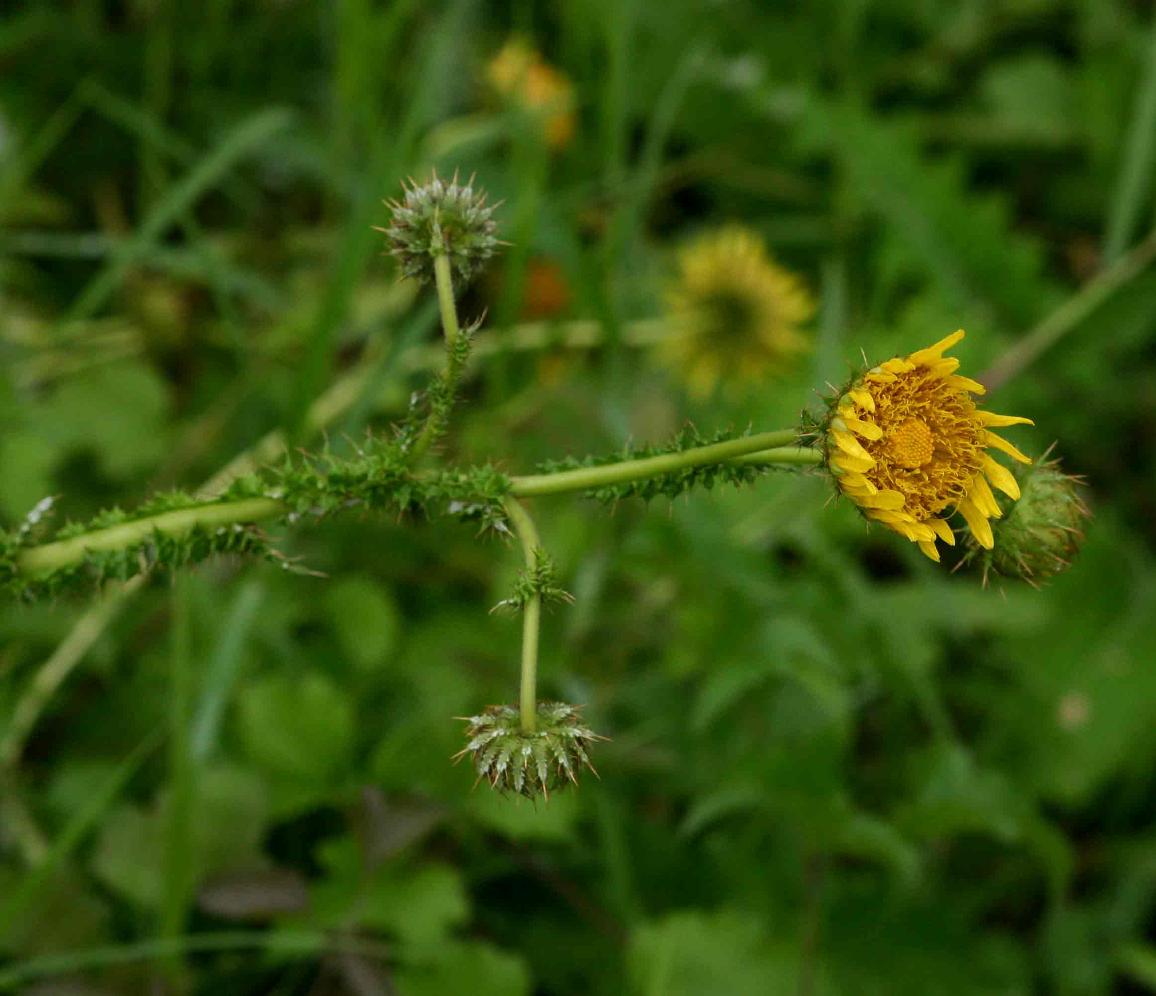 Berkheya radula