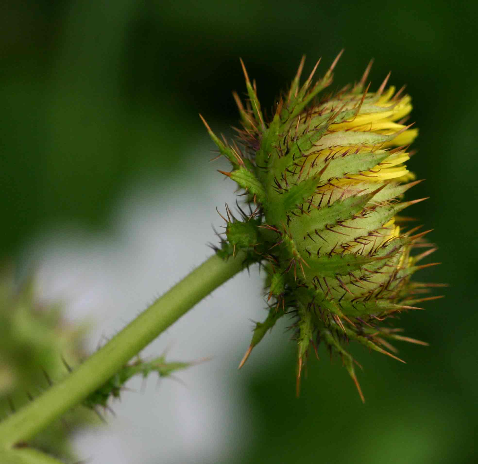 Berkheya radula