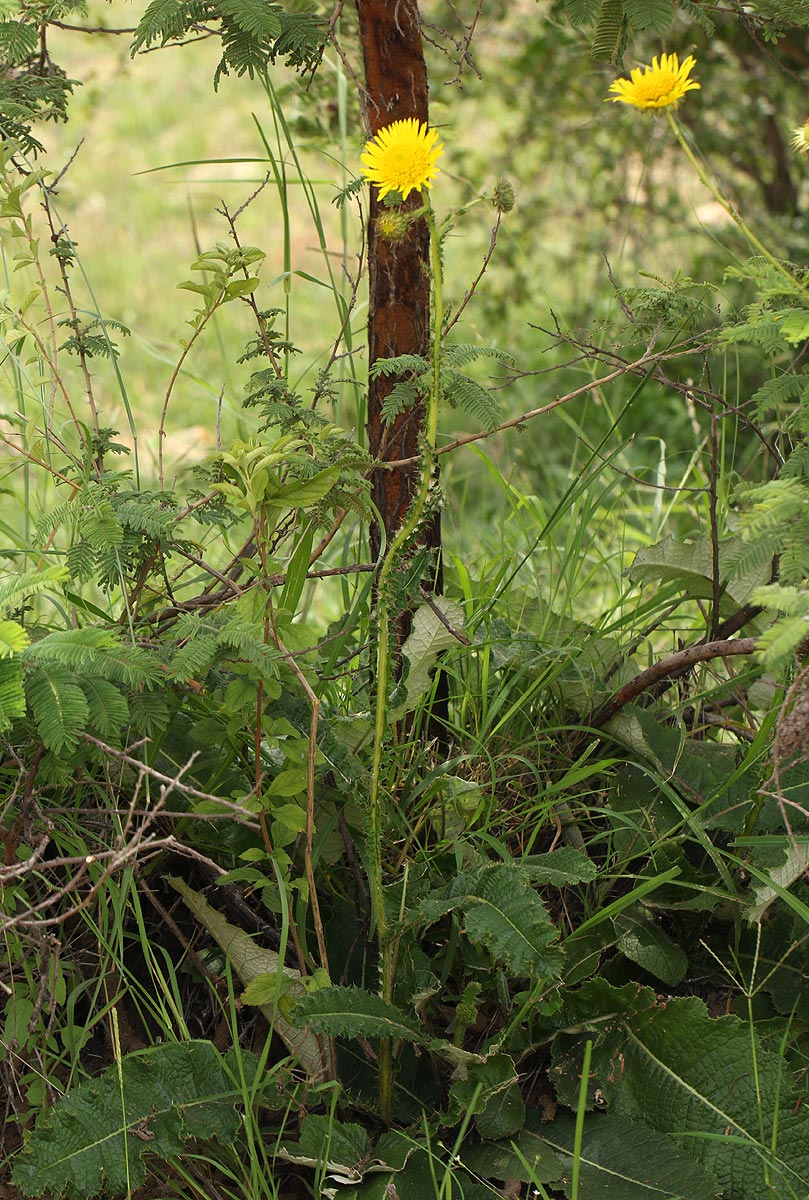 Berkheya radula Berkheya radula