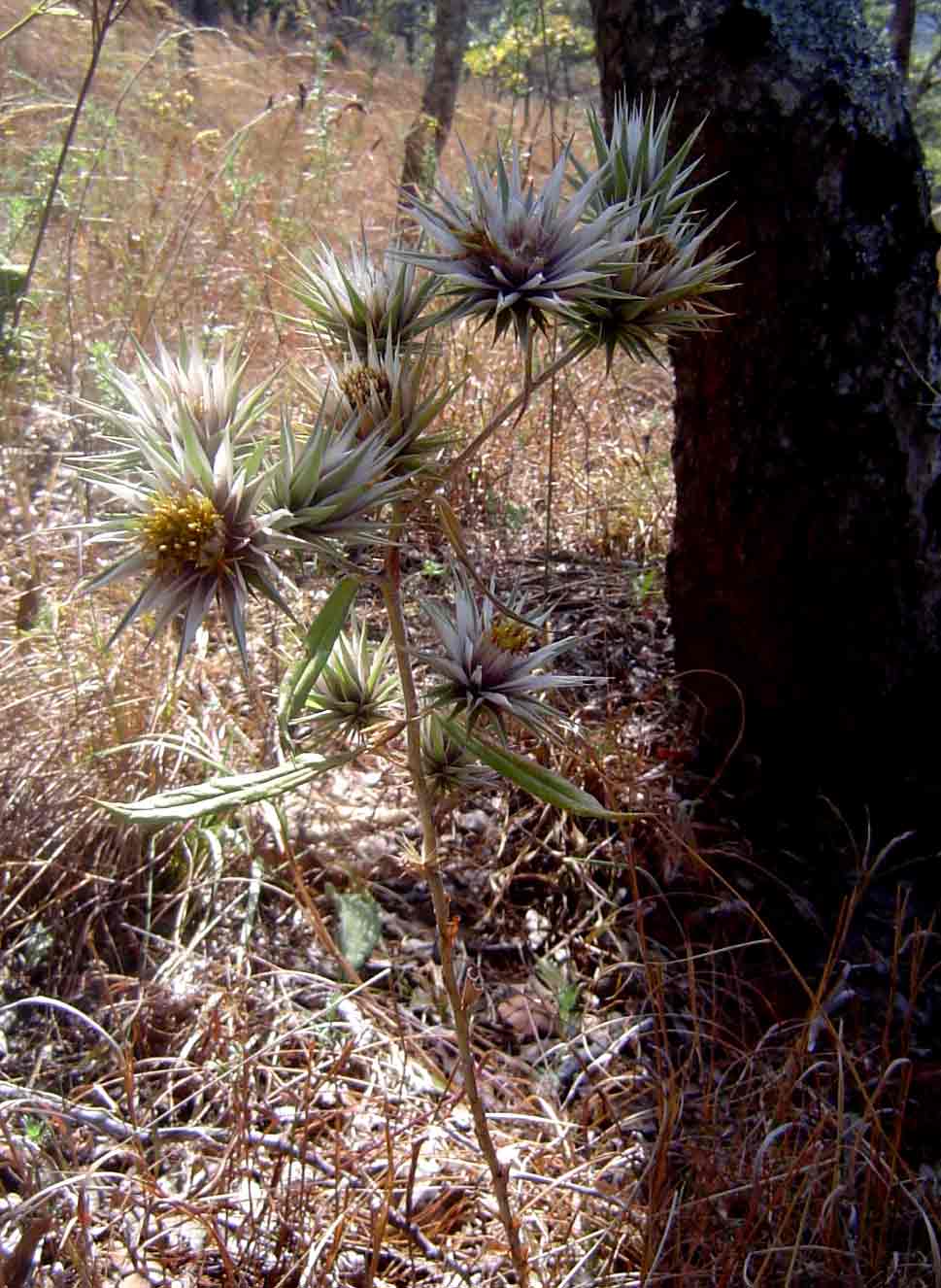 Macledium kirkii subsp. kirkii Macledium kirkii subsp. kirkii