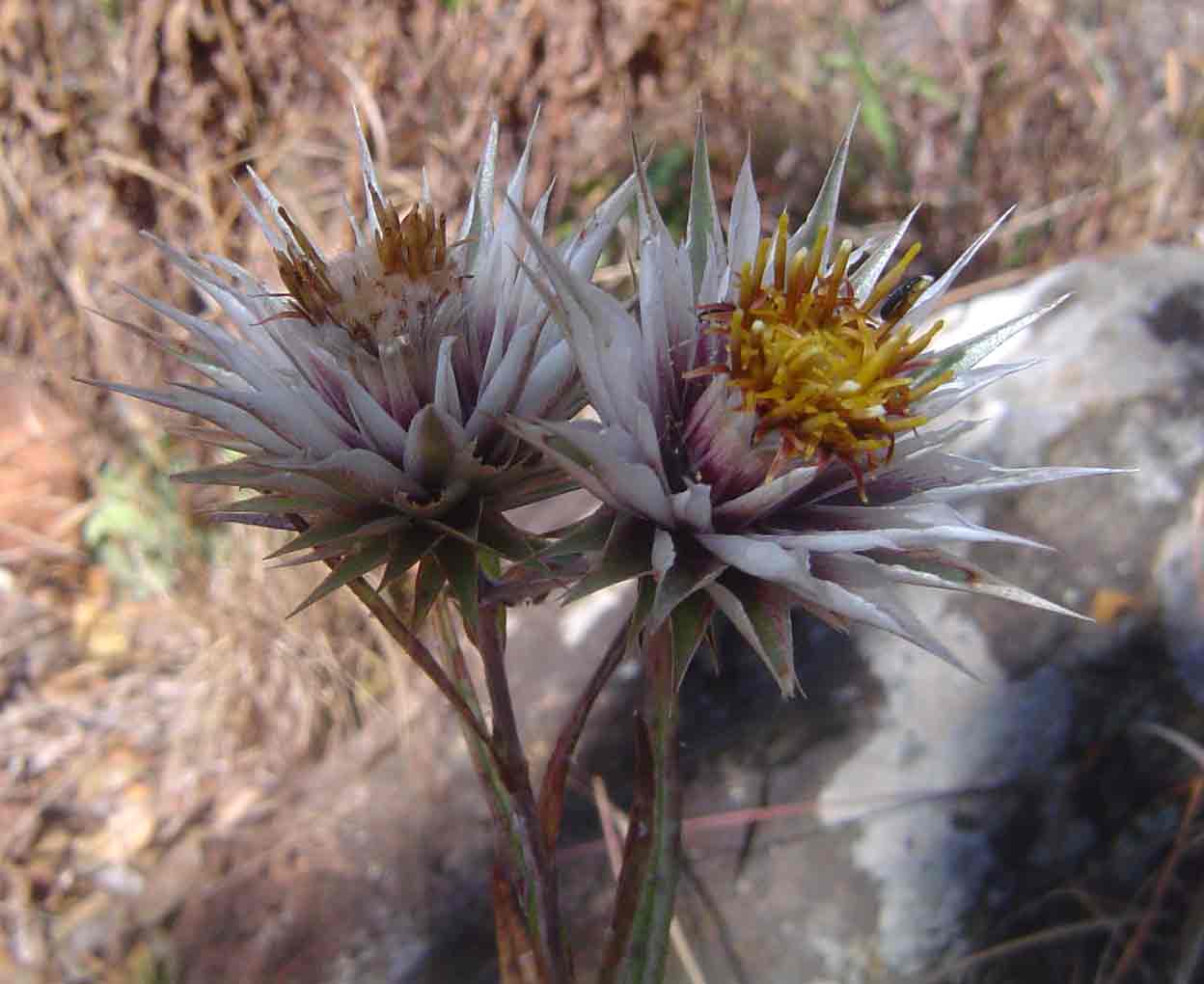 Macledium kirkii subsp. kirkii Macledium kirkii subsp. kirkii