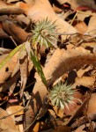 Macledium kirkii subsp. kirkii