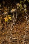 Macledium kirkii subsp. kirkii