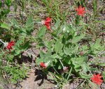 Erythrocephalum longifolium