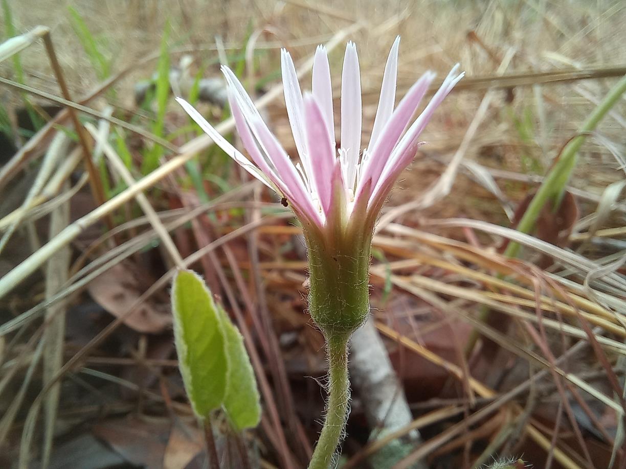 Gerbera viridifolia subsp. viridifolia