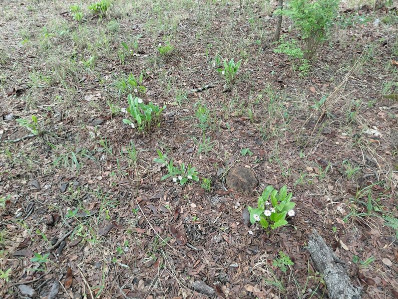 Gerbera viridifolia subsp. viridifolia