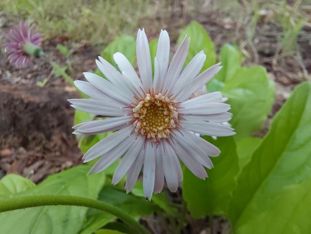 Gerbera viridifolia subsp. viridifolia