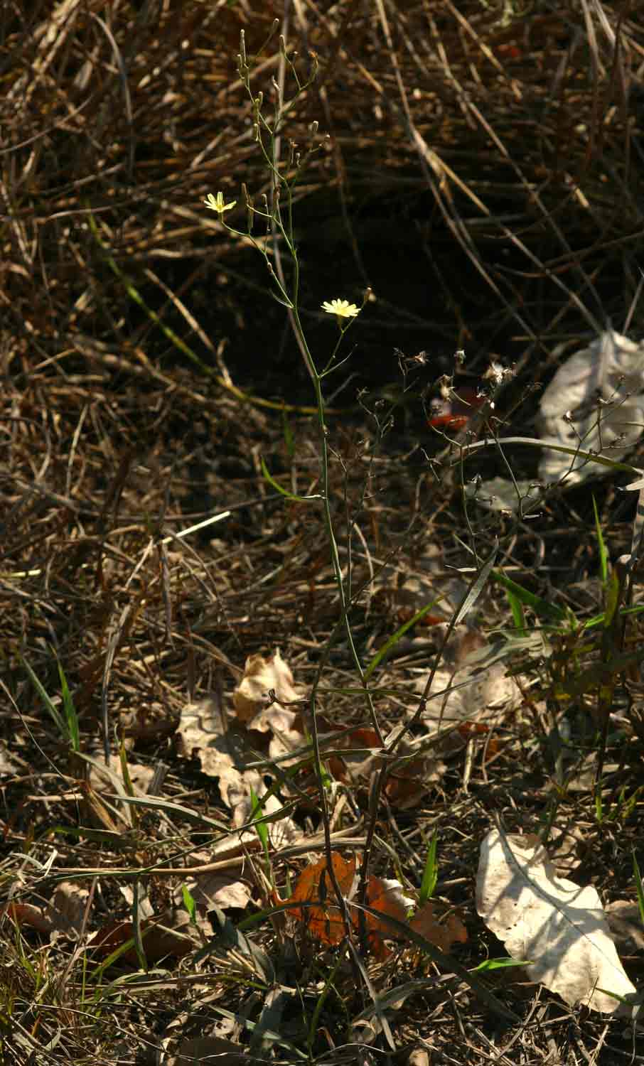 Launaea cornuta Launaea cornuta