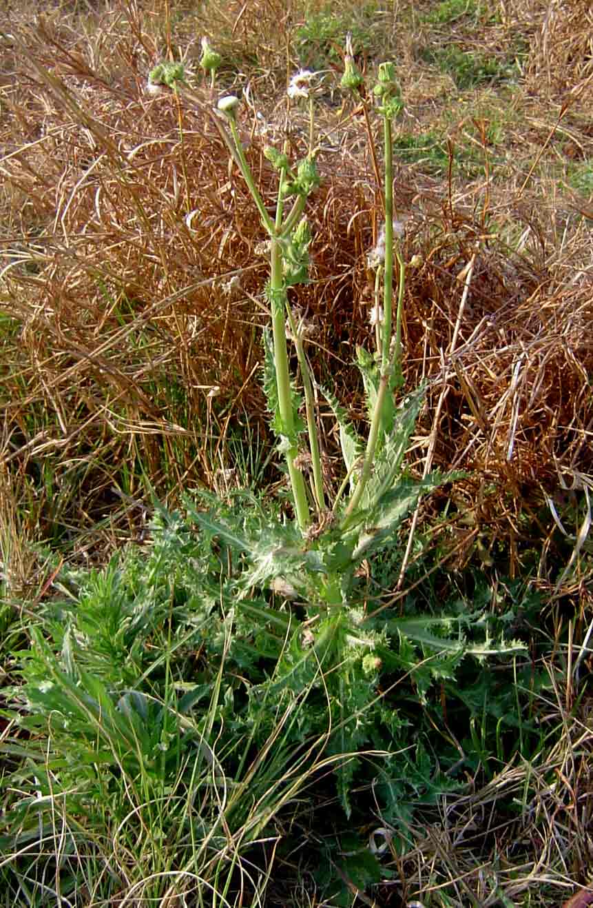 Sonchus asper subsp. asper