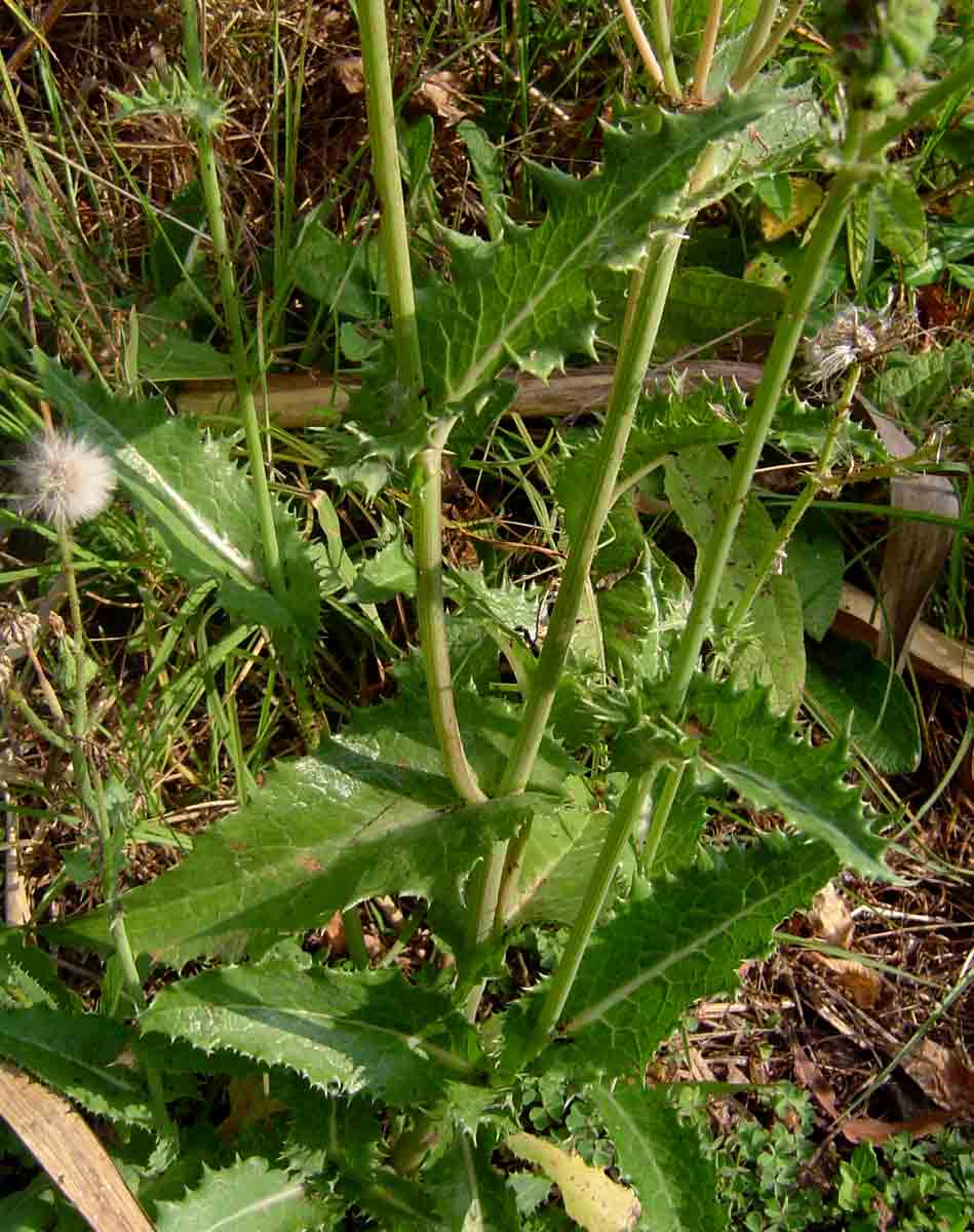 Sonchus asper subsp. asper