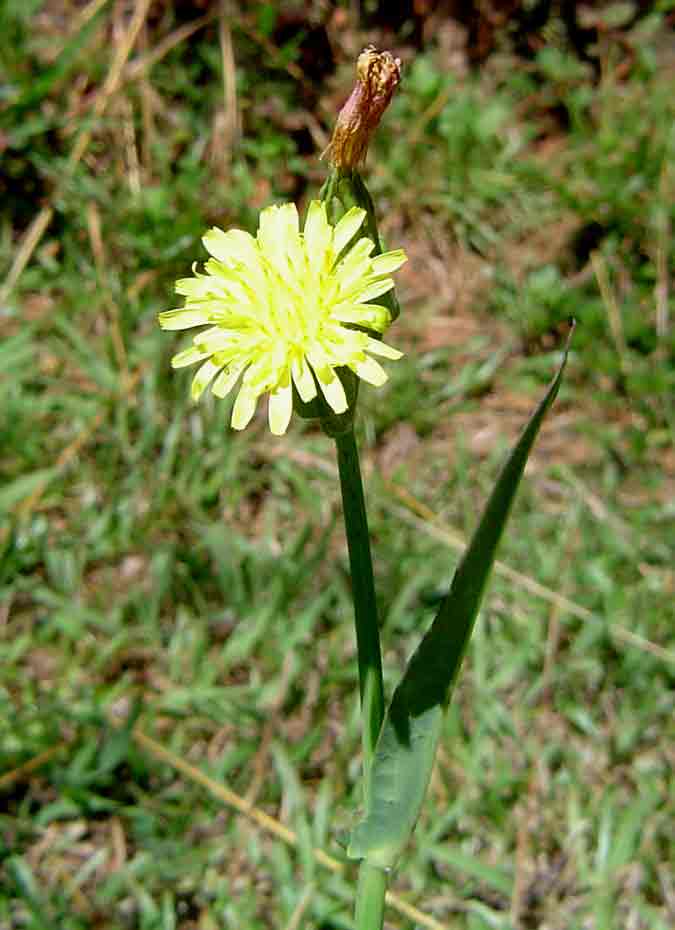 Sonchus friesii var. integer