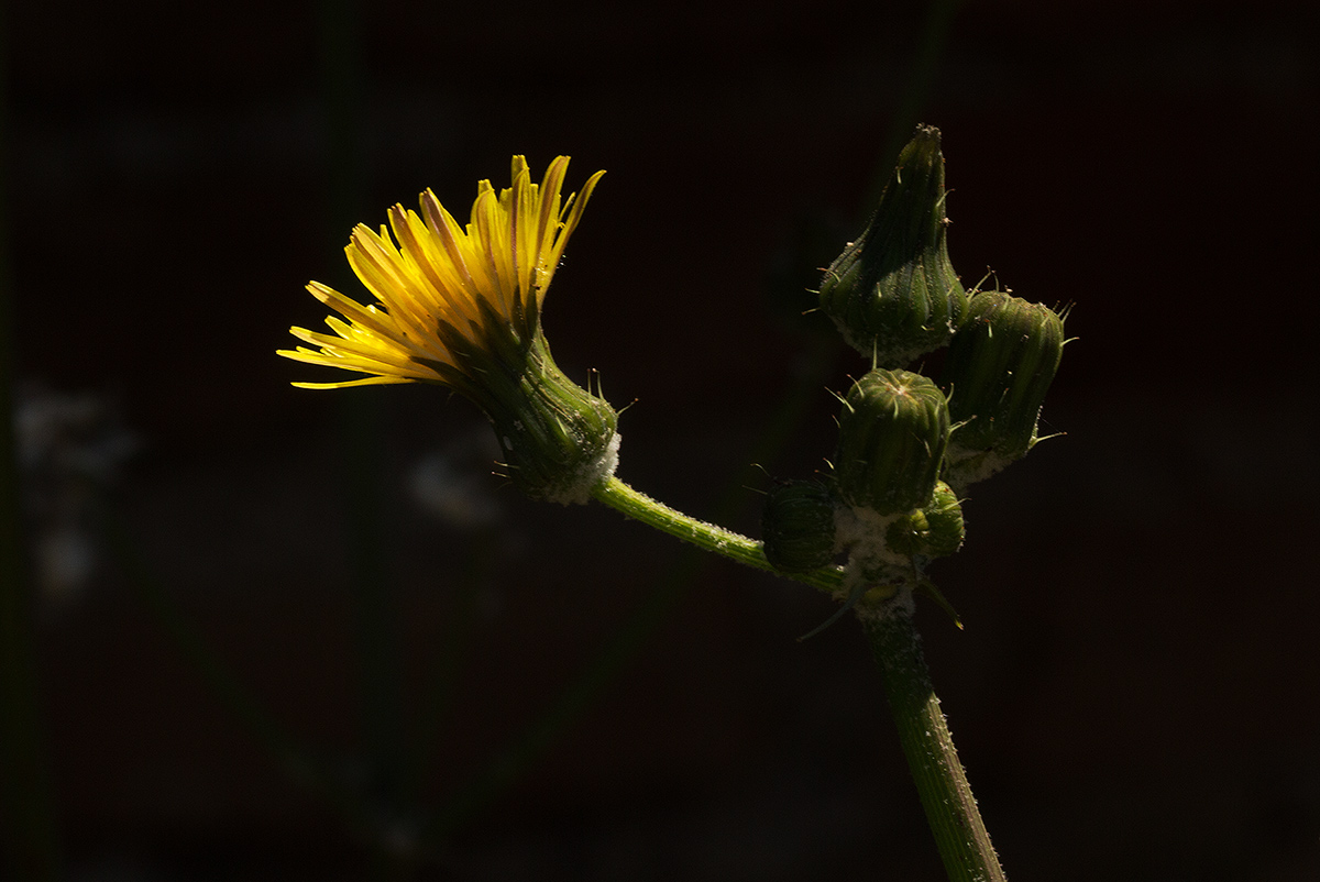 Sonchus oleraceus