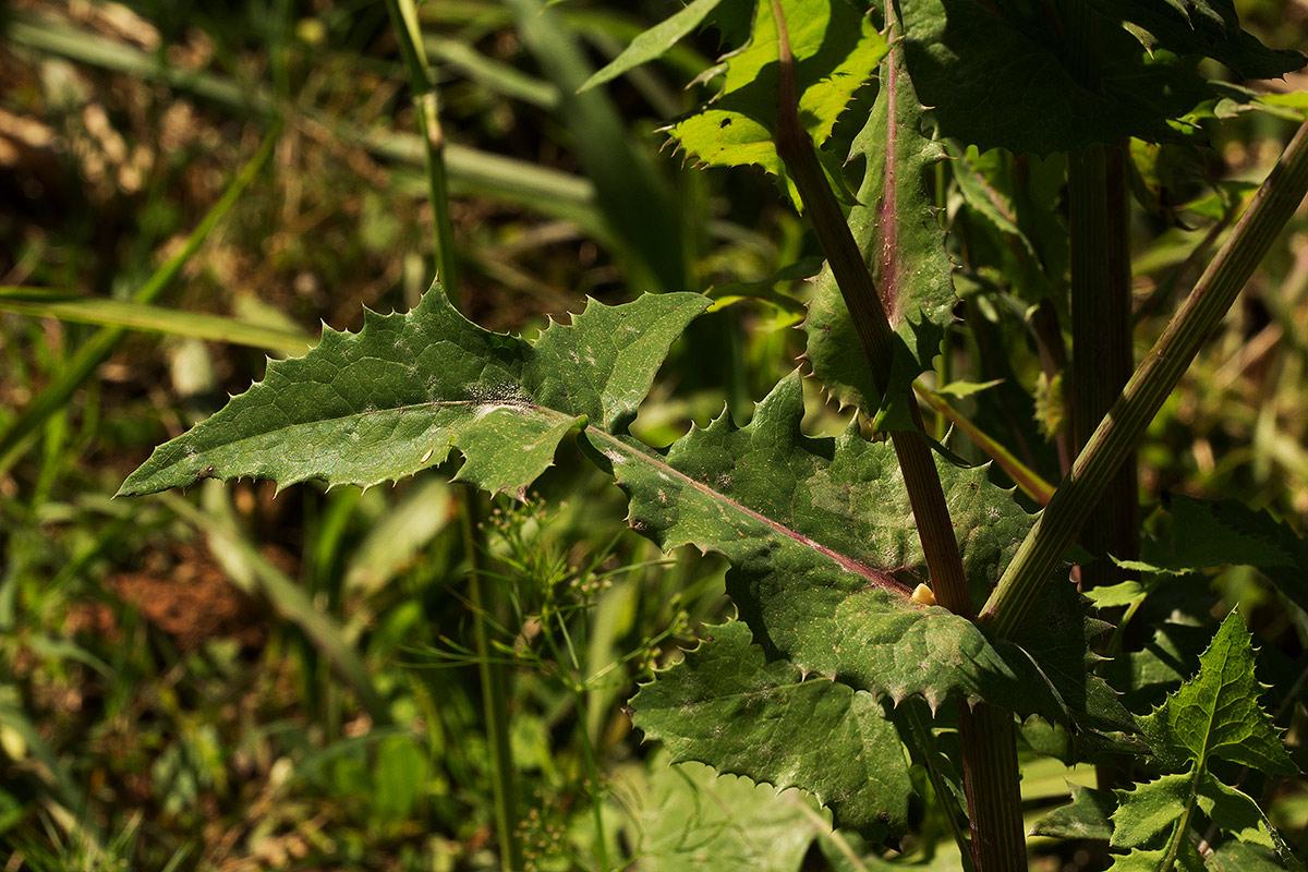 Sonchus oleraceus