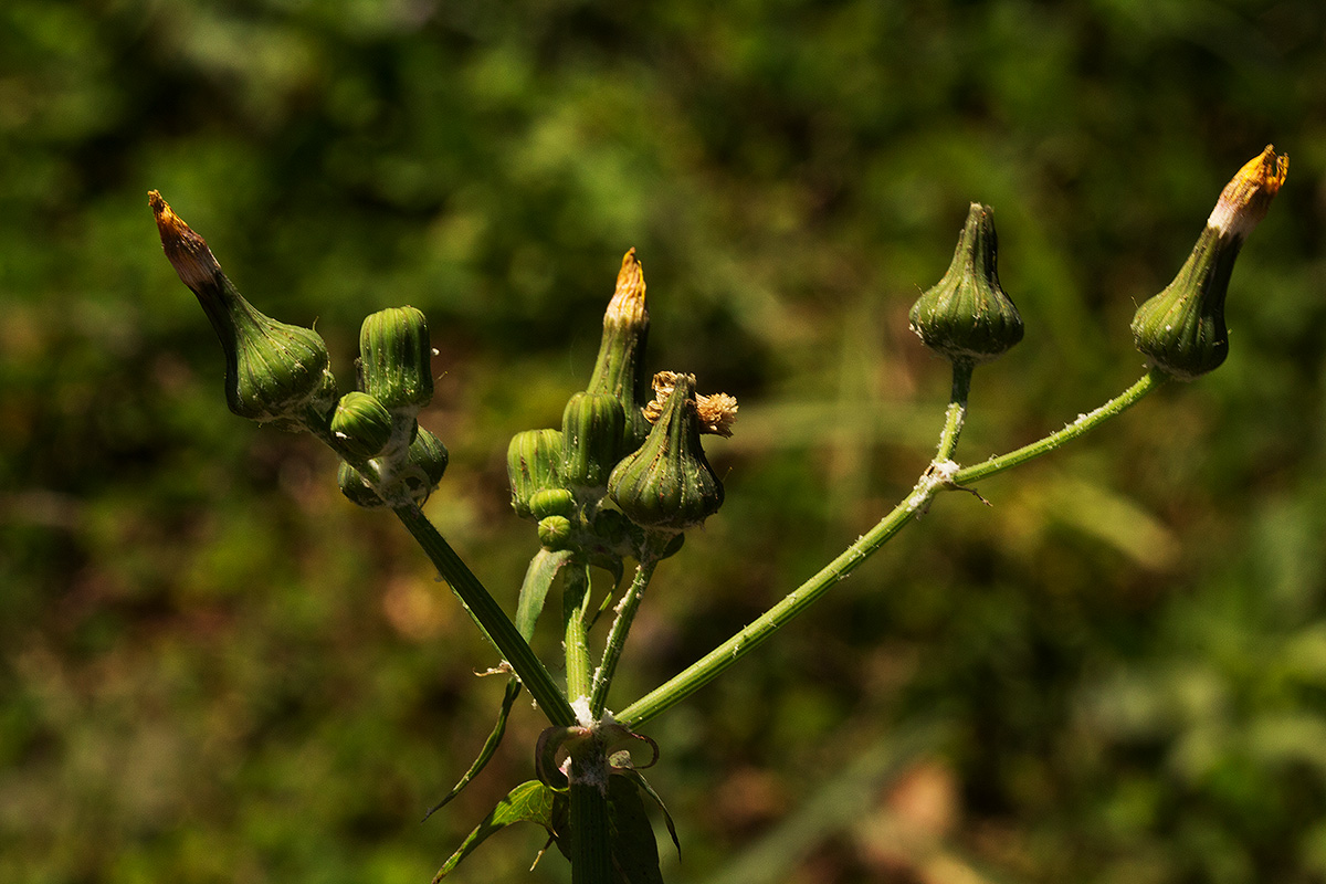 Sonchus oleraceus