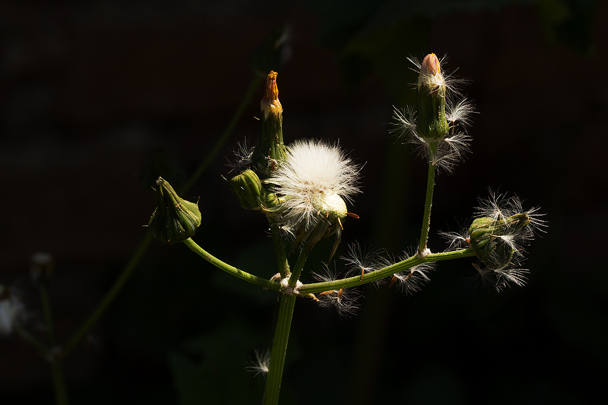 Sonchus oleraceus