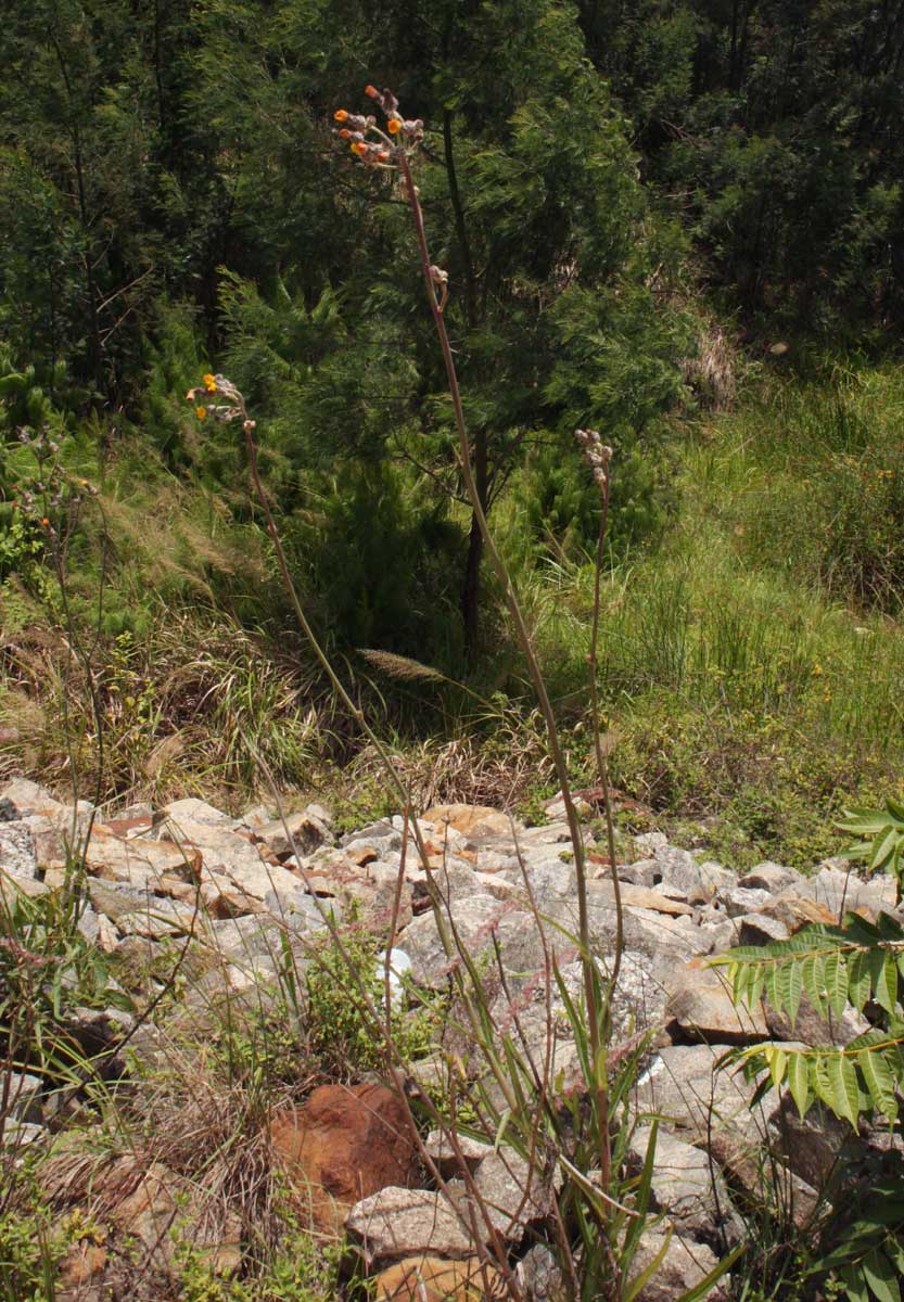 Sonchus schweinfurthii Sonchus schweinfurthii