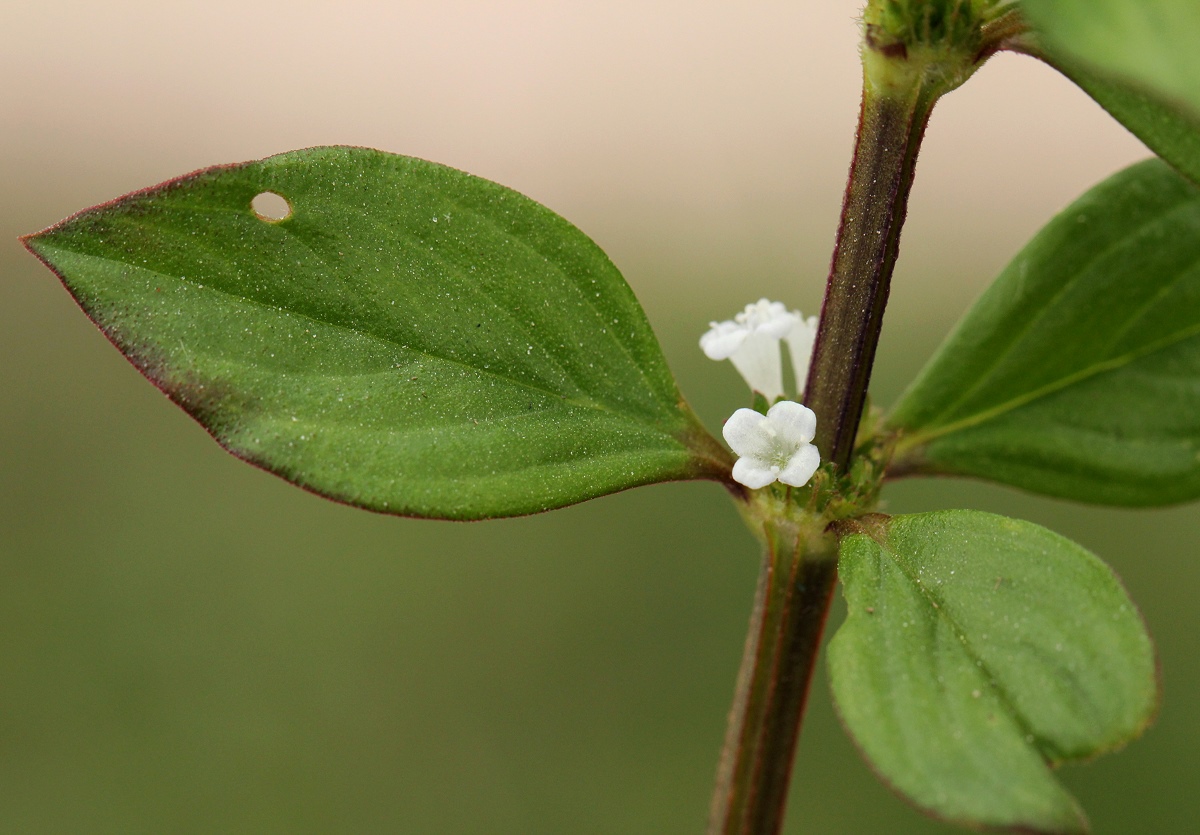 Hexasepalum sarmentosum