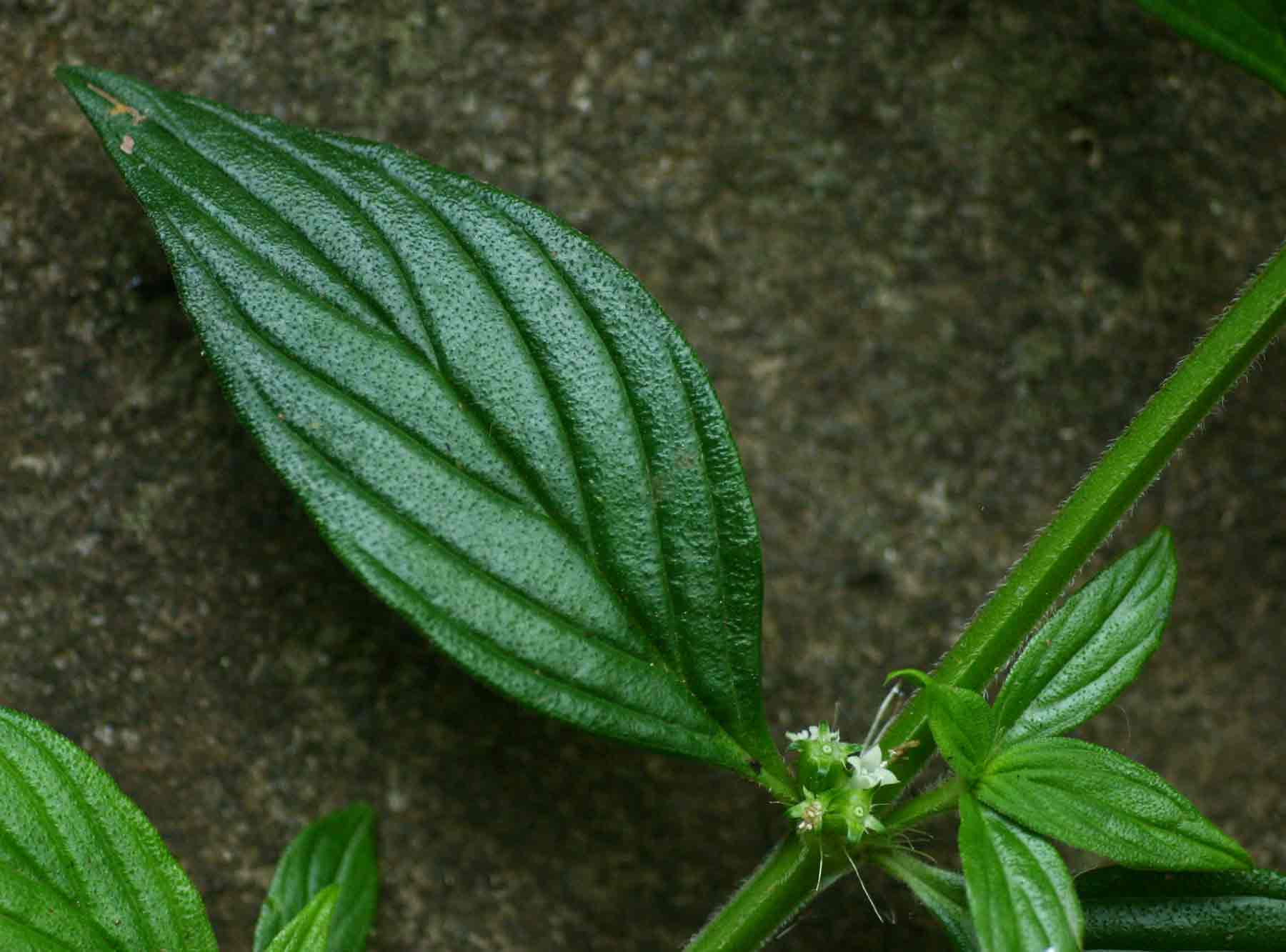 Hexasepalum sarmentosum
