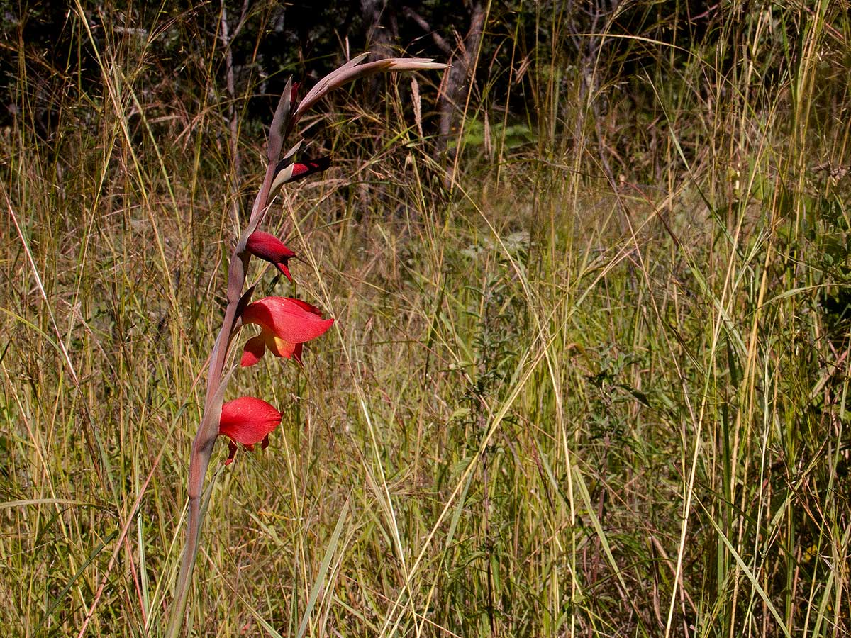 Gladiolus dalenii subsp. dalenii (red form)