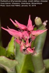 Pedilanthus tithymaloides subsp. smallii