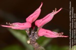 Pedilanthus tithymaloides subsp. smallii