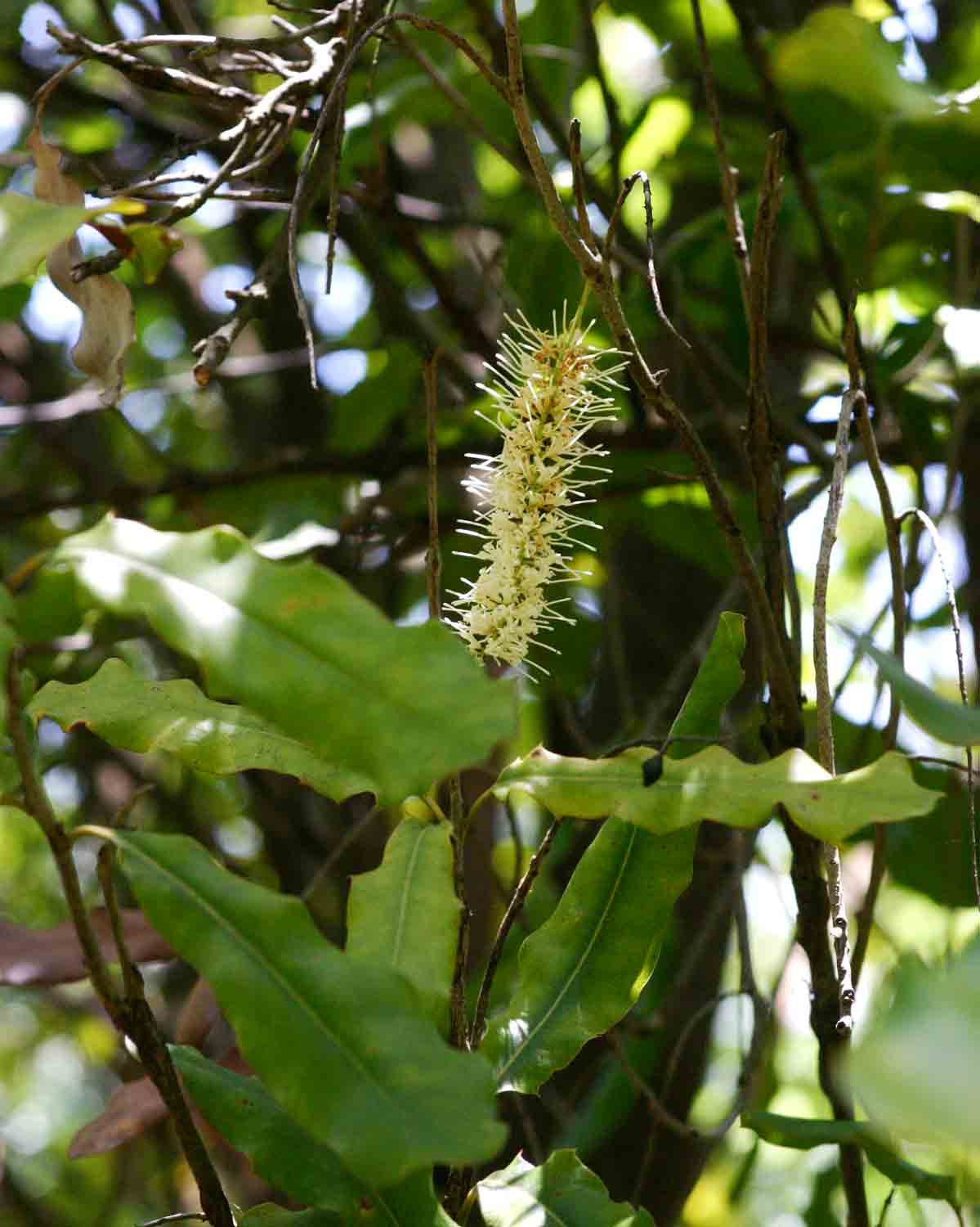 Macadamia aff. integrifolia