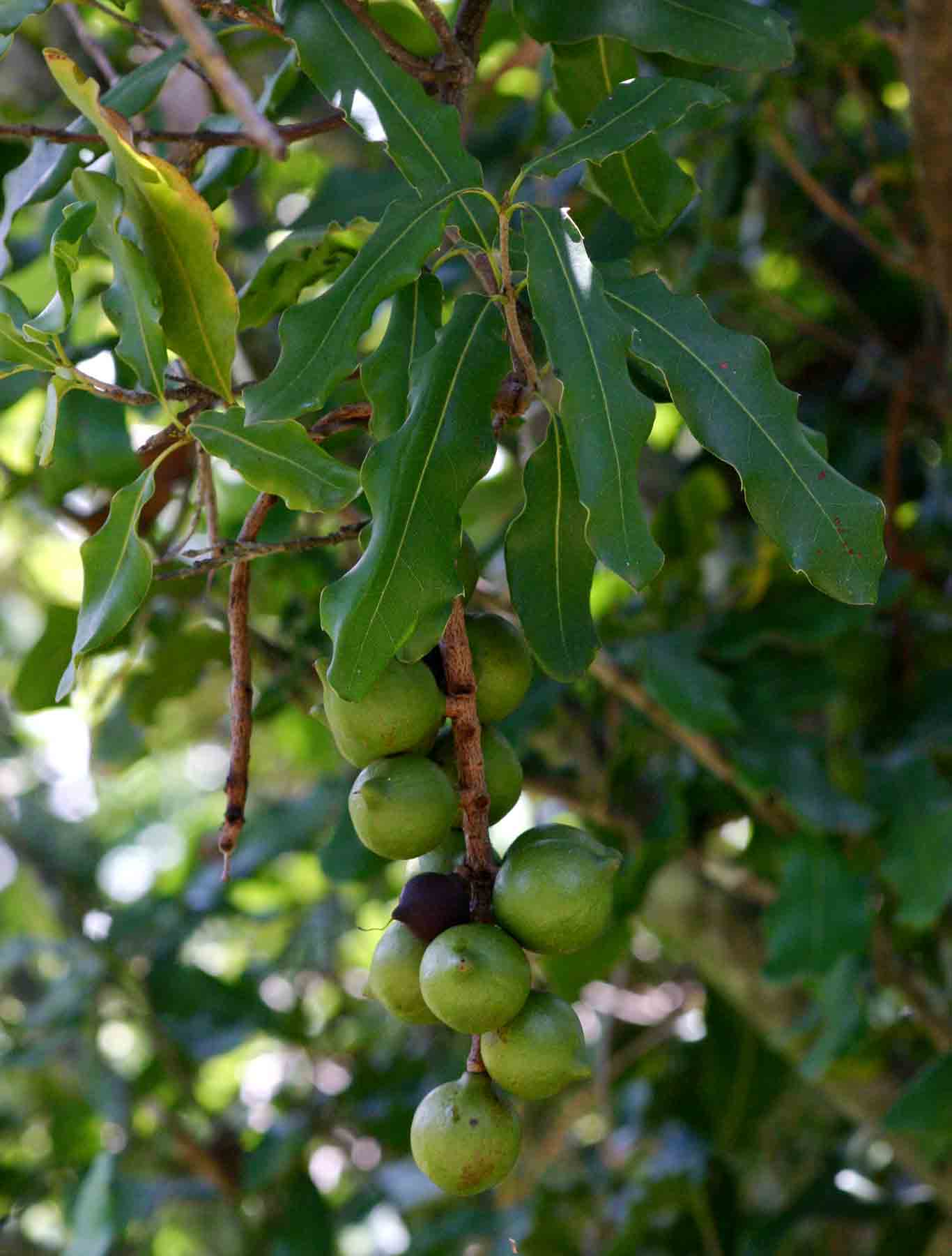 Macadamia aff. integrifolia