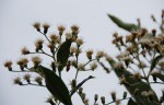Vernonanthura polyanthes