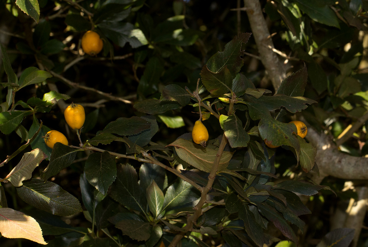 Crataegus pubescens Crataegus pubescens