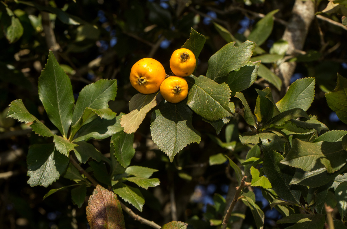 Crataegus pubescens