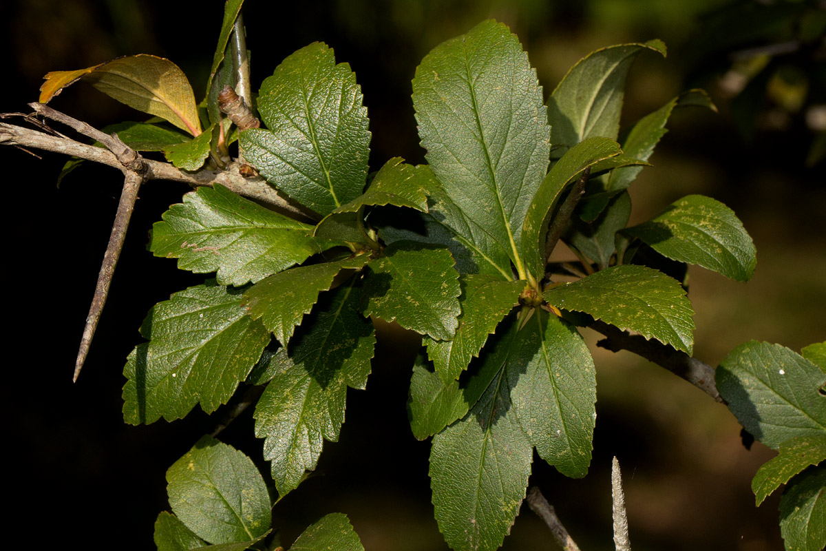 Crataegus pubescens