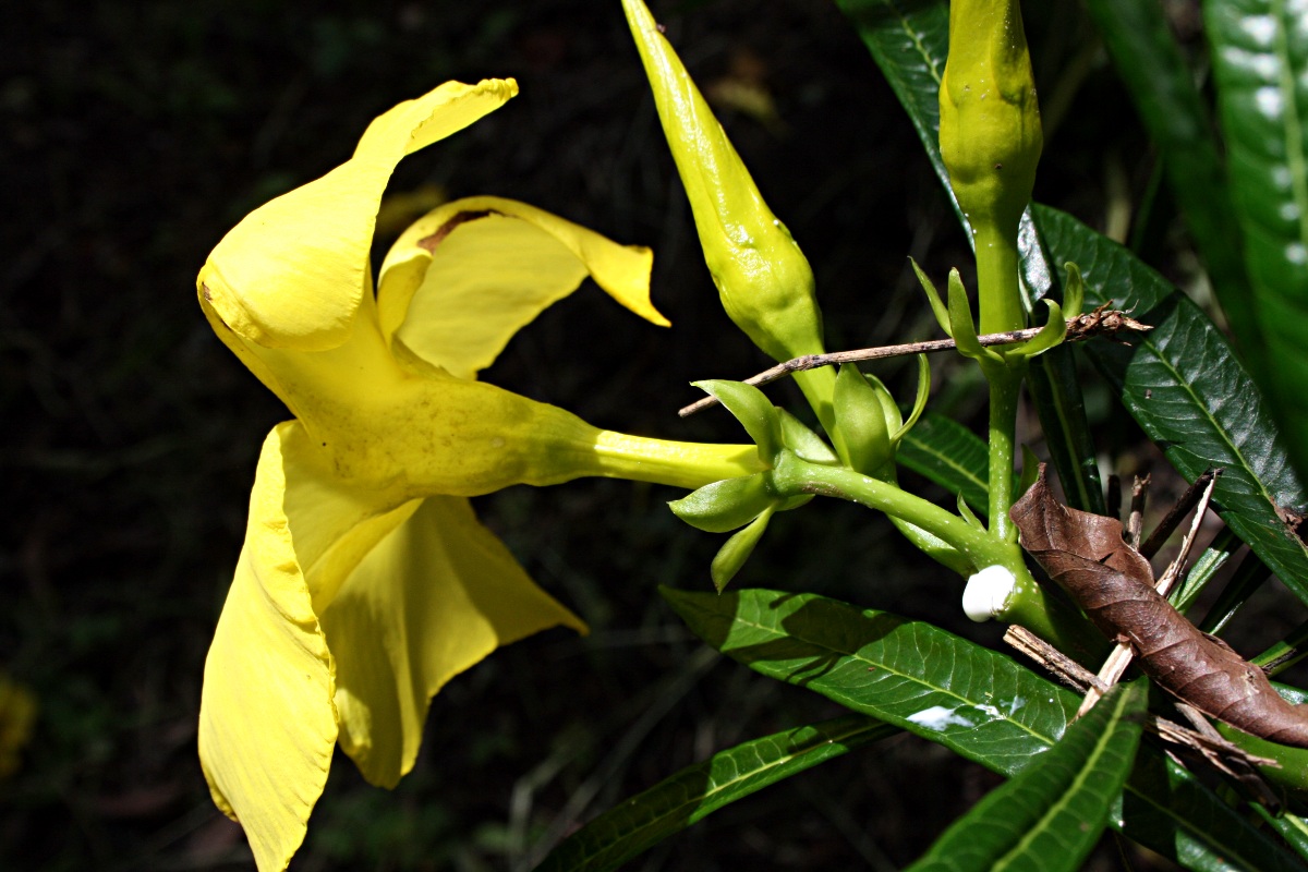 Cascabela thevetioides