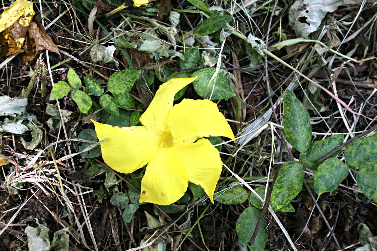 Cascabela thevetioides