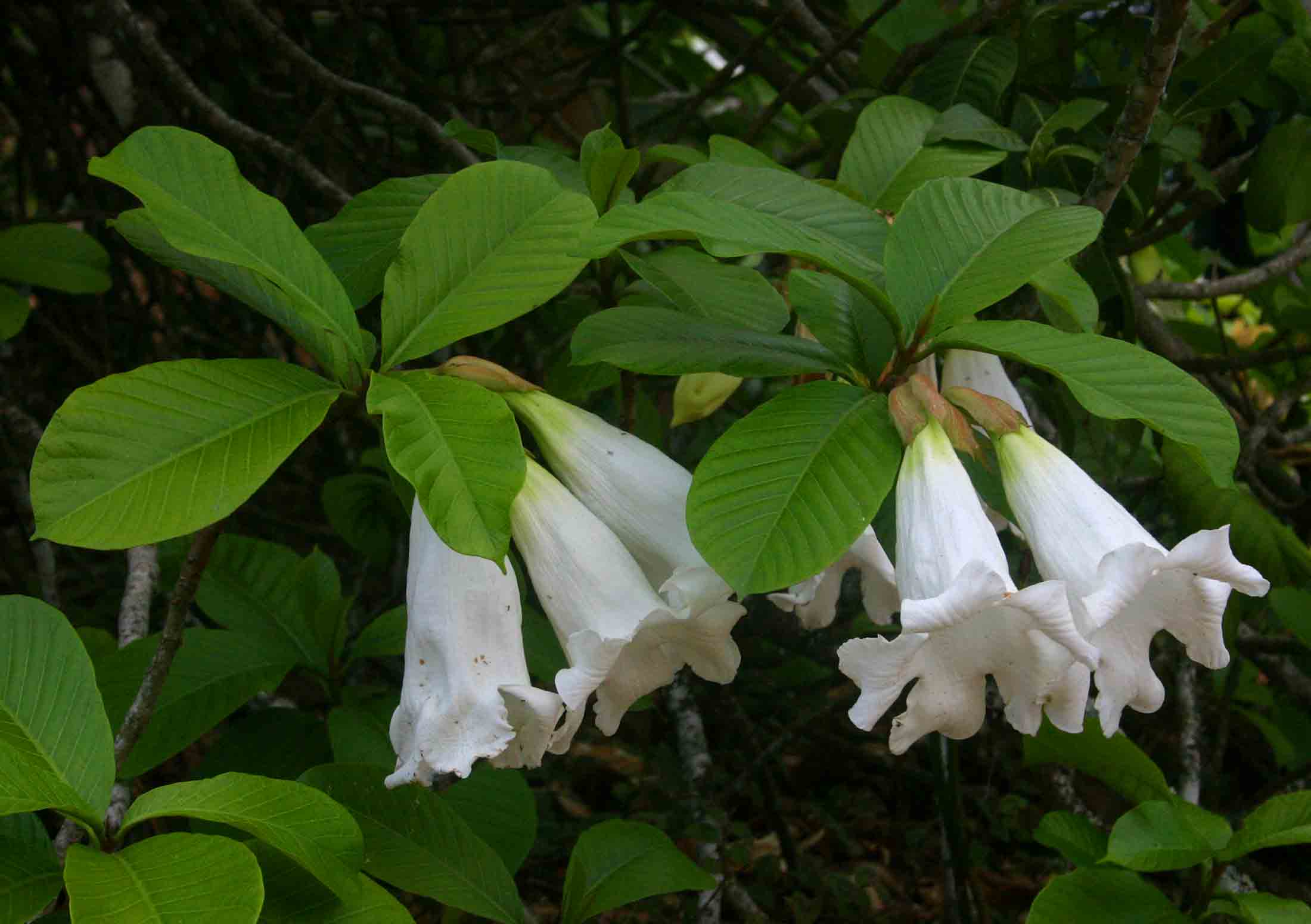 Beaumontia grandiflora