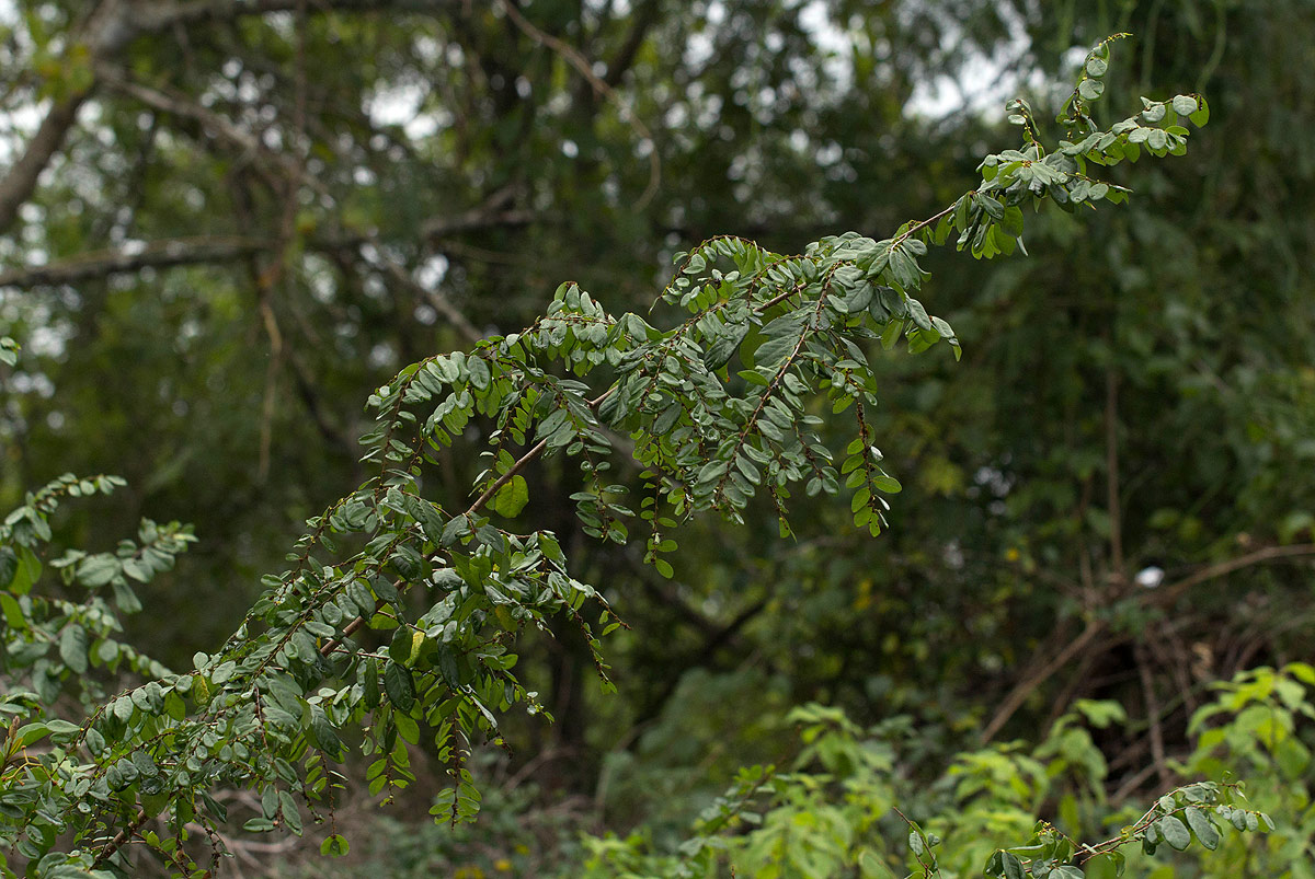 Bridelia cathartica subsp. melanthesoides