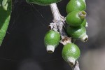 Tricalysia niamniamensis