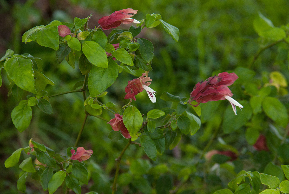 Justicia brandegeeana Justicia brandegeeana