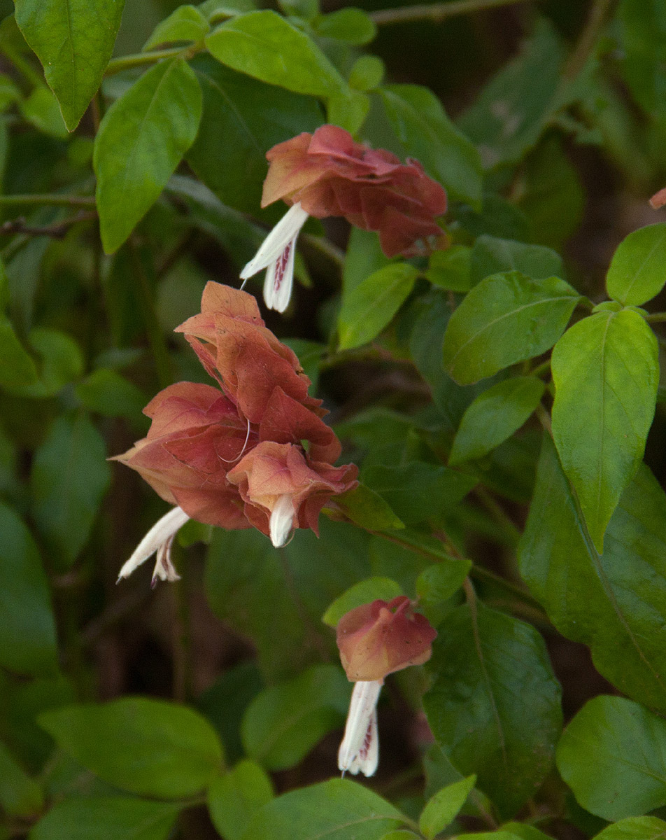 Justicia brandegeeana Justicia brandegeeana