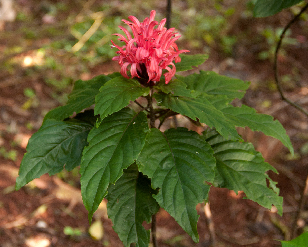 Justicia carnea