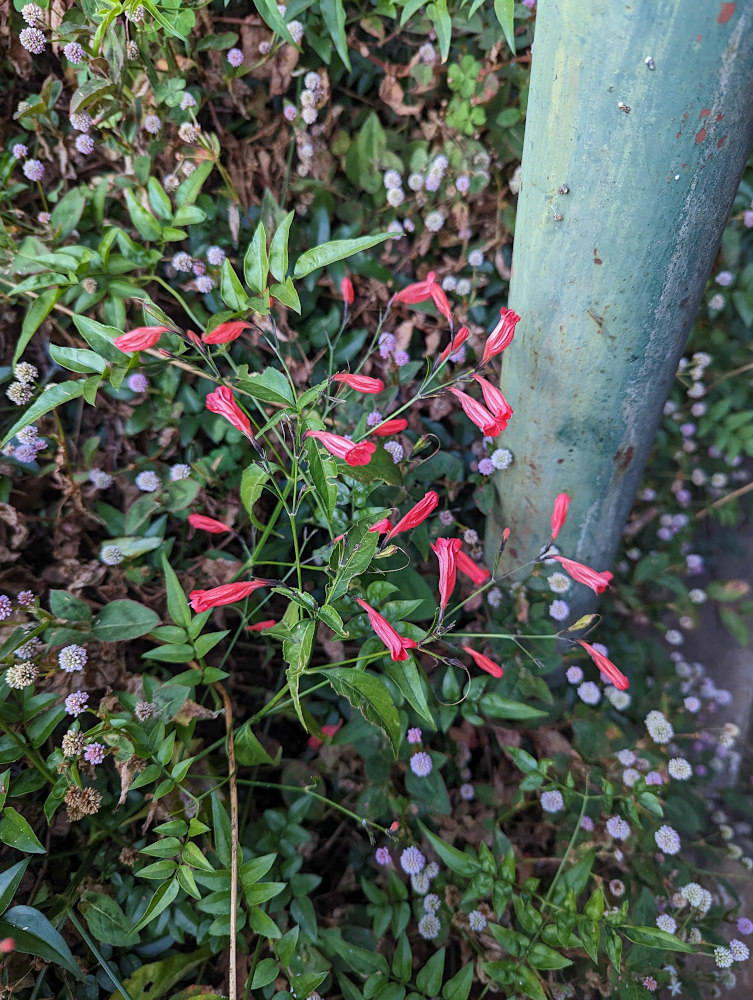 Ruellia brevifolia Ruellia brevifolia